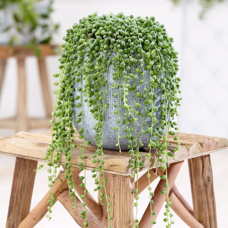17 Living Room Plants That Instantly Boost Style and Serenity